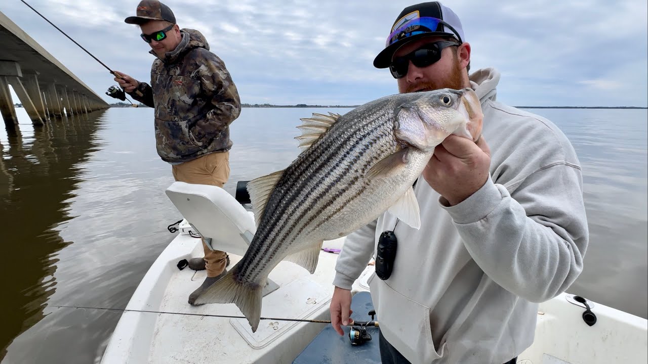 Chunky Stripers In the Albemarle Sound