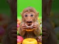 Baby monkey eating cake 🎂 #asmr #eating #monkey
