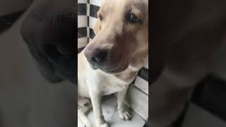 Cute Dog Rocky retreiver