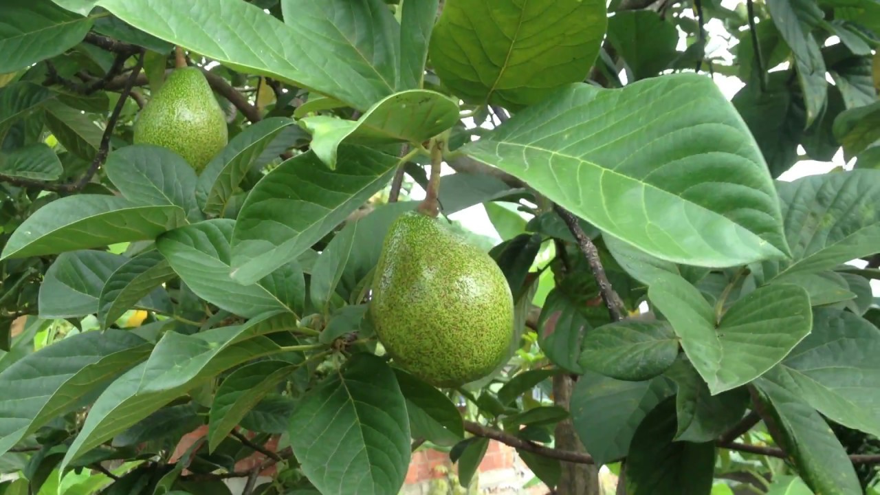 Descripción del aguacate YouTube