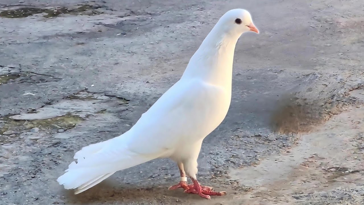 Мои Голуби у Севака-пятый шестой гон. Ставропольский край. 25.02.2026.