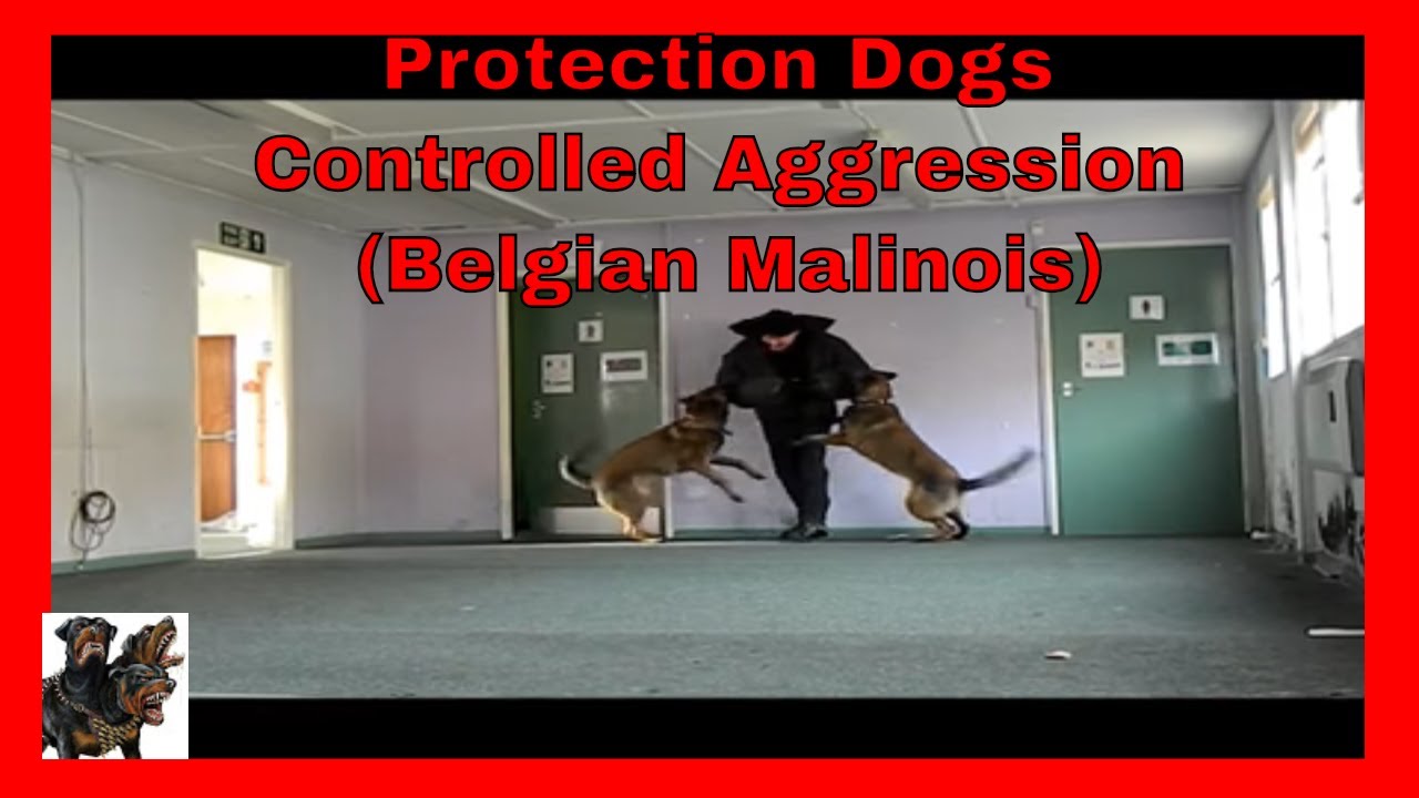 Protection Dogs Attack Protection Dogs controlled attack YouTube