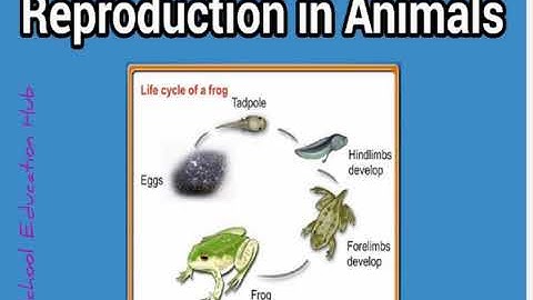 || REPRODUCTION IN ANIMALS (Part-2) ||  CLASS 4 ||  SCIENCE
