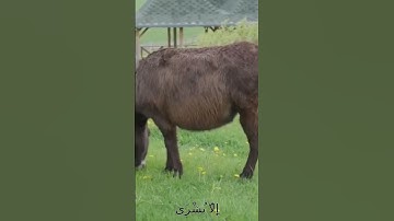 سورة الأنفال و..كا..نك تسمعها لأ..و..ل مر.ة 💝...❤️💟؛؛؛💓💚🌹،🌼بصوت الشيخ حمزة مد بو.ح 💘🌸💜..💓،.💙💗💞