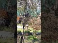 Kuş Sesi #köy #bahçe #arif  #garden #farming #farmer #youtubeshorts