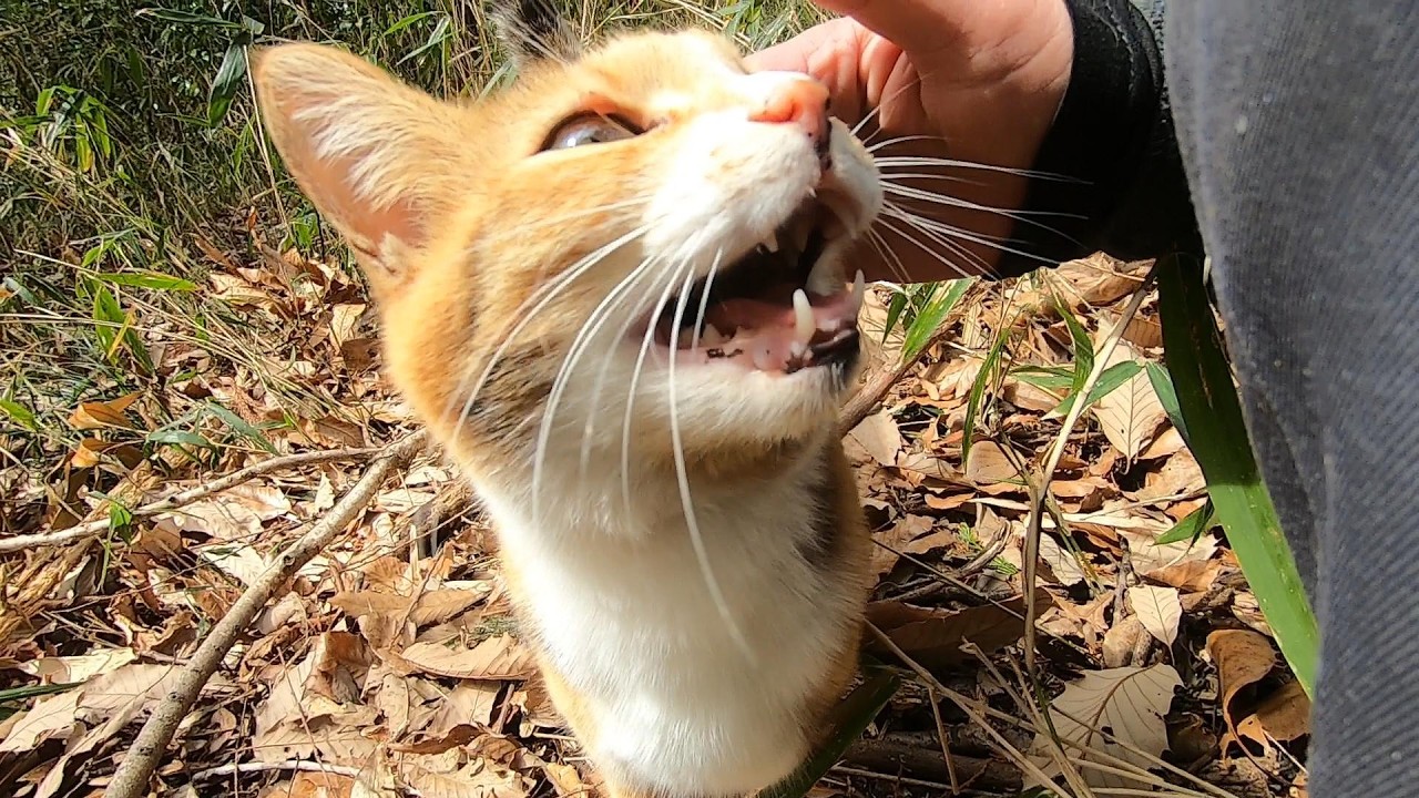 先に帰った父の呼ぶ声が聞こえて駆け寄る娘猫