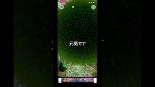 マリモ育成 日記③ 2026年5月20日