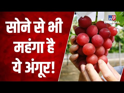 वीडियो: अंगूर परिवार में कौन से फल हैं?