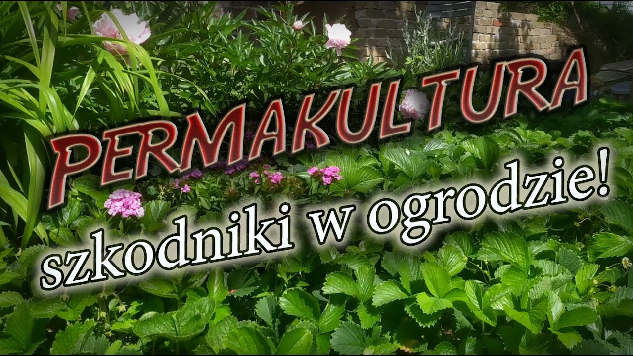 Permakultura - szkodniki w ogrodzie.