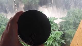 Urban Burner update on room 3,my genetics with the viparspectra XS1500 and TNB Naturals #tnbnaturals