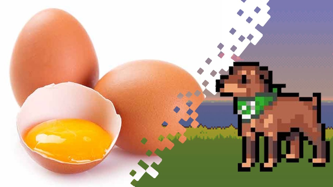 Yes! Dogs CAN eat raw eggs! | Veterinary Dog Nutrition