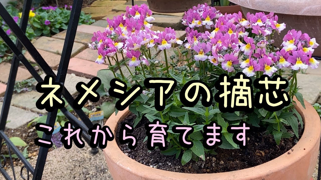 【ネメシアの摘芯】庭の様子　お花見