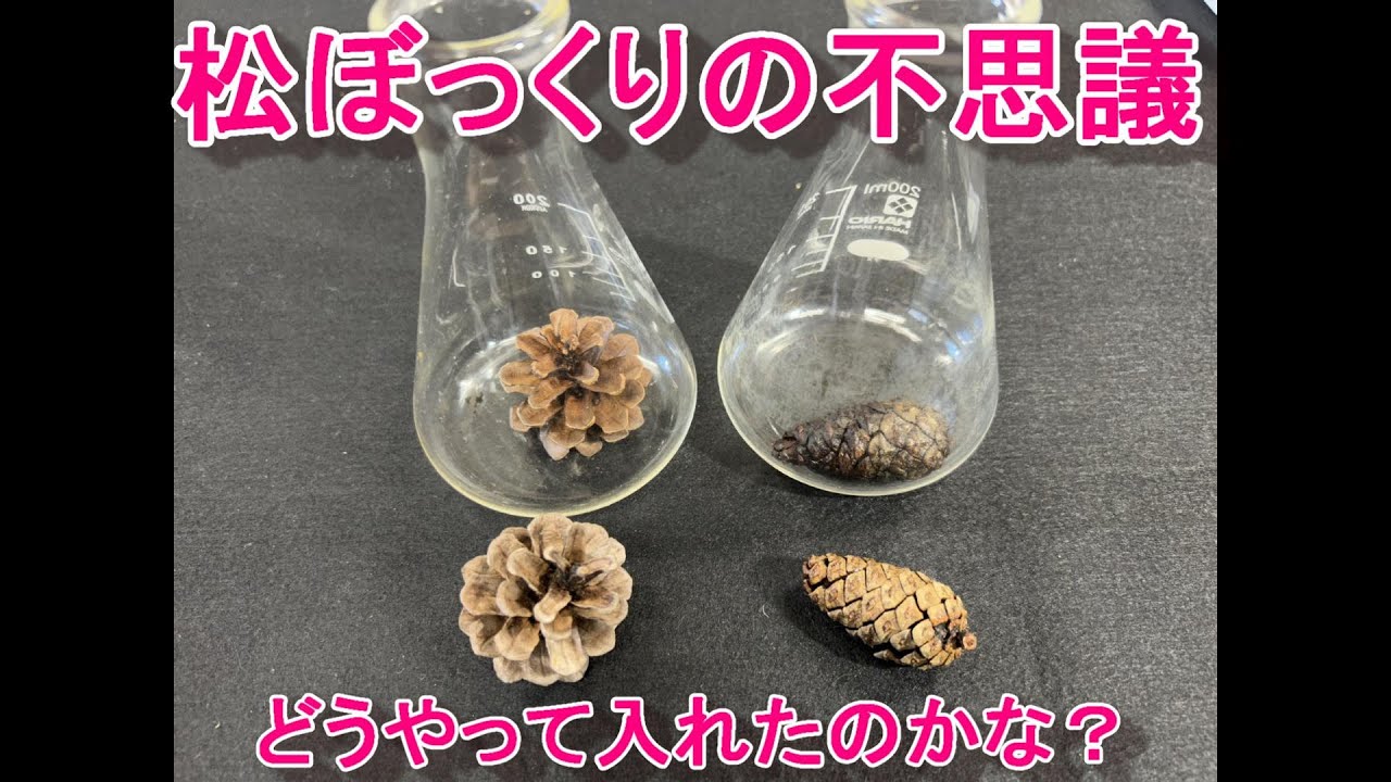 松ぼっくりの不思議 - YouTube