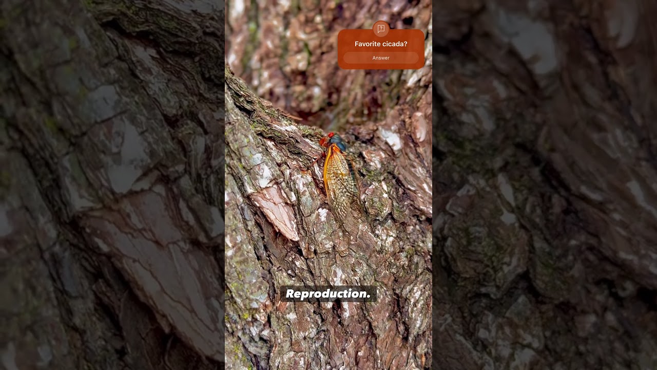 Co-emergence video clip part 1 