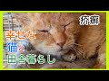 猫疥癬病の2週間後と猫友のSOS・蛇口交換