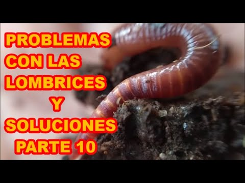 Video: Murieron los gusanos de vermicompost - ¿Por qué están muriendo los gusanos de compostaje?