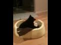 Schipperke dog Neon can't wait for her bed to be made up の動画、YouTube動画。