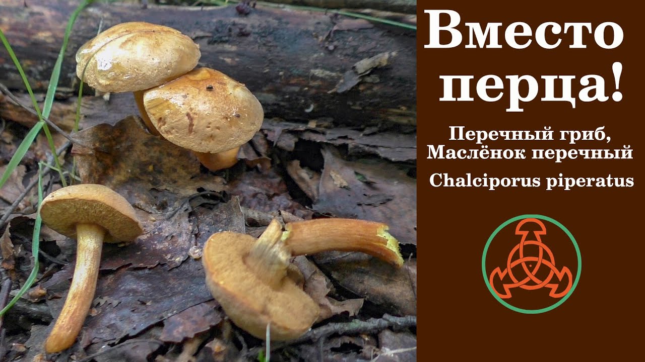 Перечный гриб или Маслёнок перечный. Chalciporus piperatus