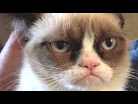 grumpy-cat,-i-hate-you-all