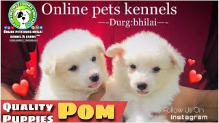 Pomeranian Puppy For Sale In India Ultimate Quality Online Pets Durg Bhilai Chhattisgarh