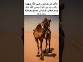 #ابن_عباس #زيد_بن_ثابت #احترام_العلماء #الصحابة #التواضع #العلم #الإسلام #المعرفة #shortsviral