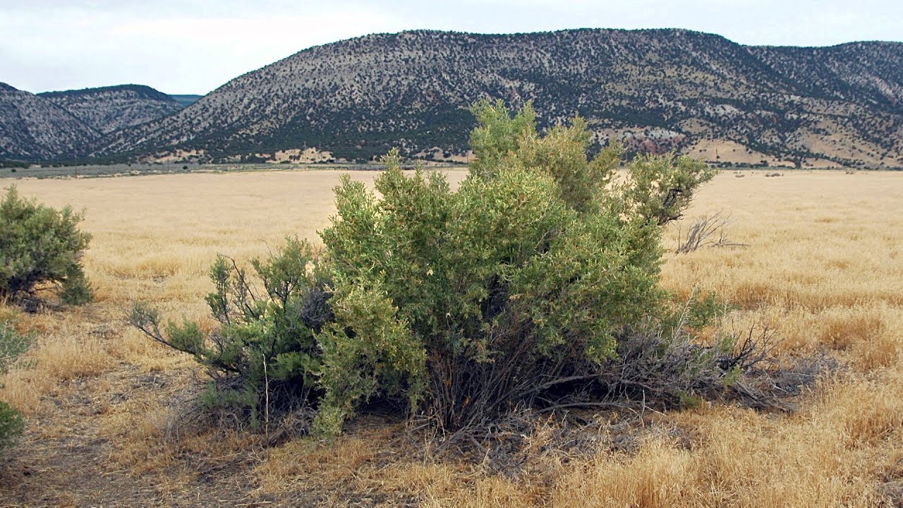 usda soil classification EOARC Ag Minutes: Jon Bates-Poisonous Plants and Effect on Livestock Part II