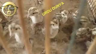 Kala Teetar Aur Irani Teetar ke Sindhi Bachy | Black Francolin chicks | Urdu Dunya