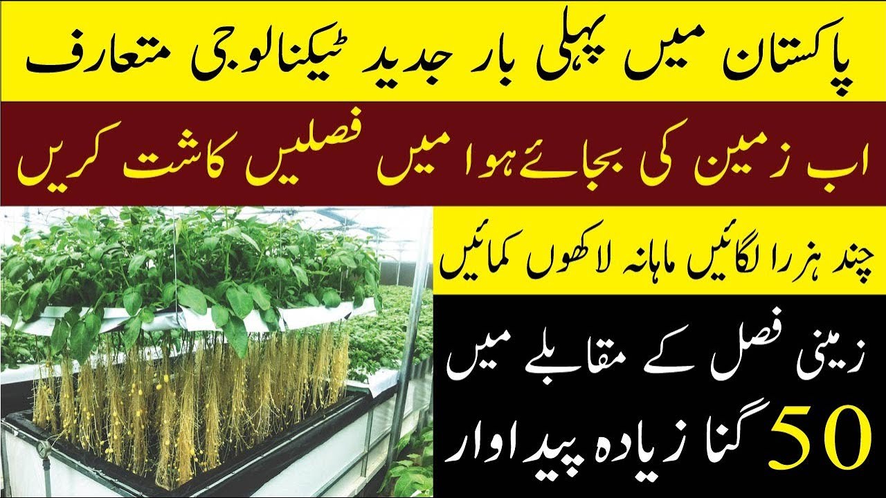 Pakistan Started Cultivation in Air | Modern Agriculture Technology | Aeroponics Farming & Process