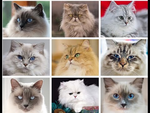 cat breeds a to z
