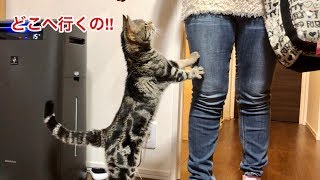 猫が大好きな妹がちょっと買い物に出かけようとするとこうなりますｗ