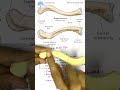 Clavicle Bone Anatomy in 60 Seconds 💀🔥#anatomy #neet
