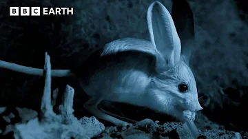 The Jerboa Is A Remarkable Little Rodent | Asia Fun Facts | BBC Earth Kids