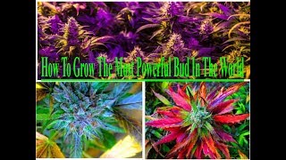 Marijuana How To Grow Biggest Most Powerful Buds