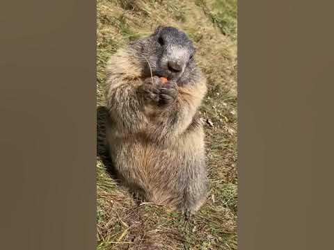 Сурок ест морковку. Бабак їсть моркву. Murmeltier isst die Möhre. - YouTube