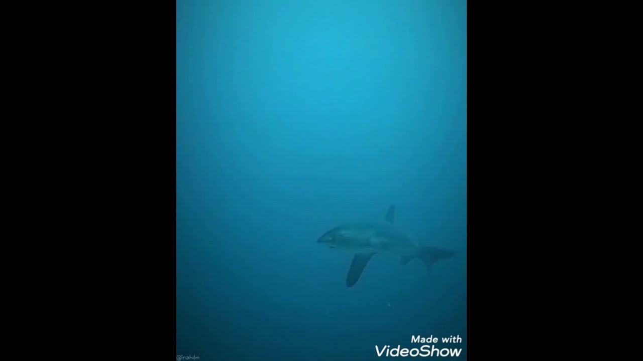  A thresher shark. It use its long tail to kill prey.🦈
