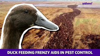 Thousands of ducks in a feeding frenzy aid pest control