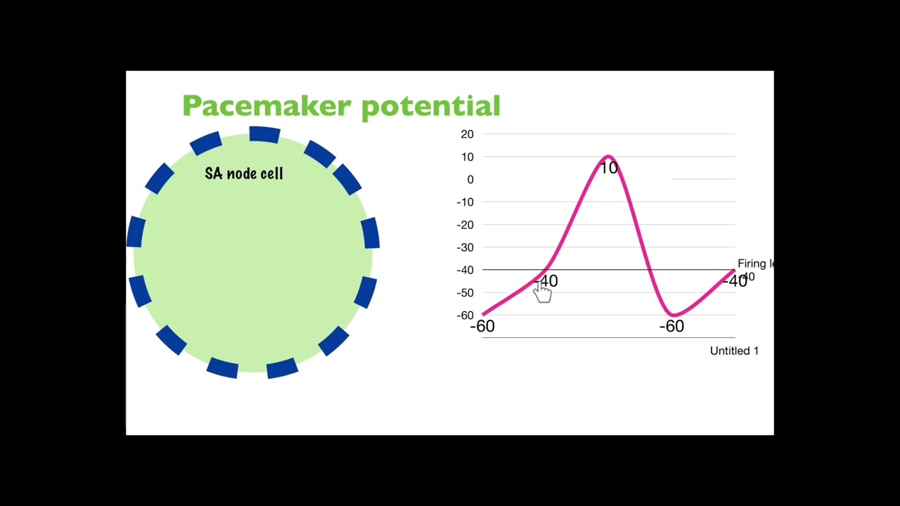 Lecture 2 Pace maker potential