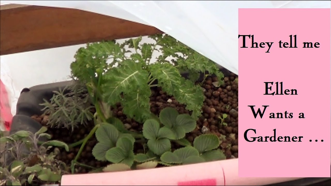 Ellen Needs a Gardener Long Version