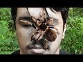 DEIXEI UMA ARANHA CARANGUEJEIRA ANDAR NO MEU ROSTO! (LOUCURA)