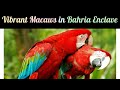 Macaws in Bahria Enclave: A Colorful Show of Nature's Beauty