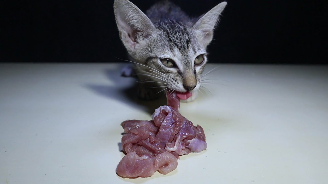 Kitten Eat Homemade Cat Food Raw Pork Meat ! Catfood YouTube
