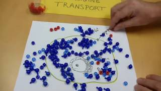 Membrane transport - osmosis