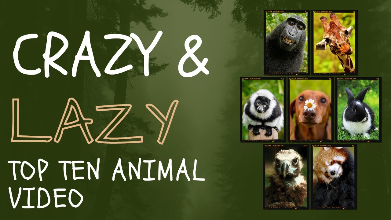 Top ten | Lazy and crazy animals in the world Top ten (10) Amazing ...