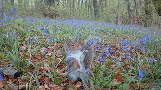 UK Wildlife - 1 Hour of Trail Camera Footage with Original Audio