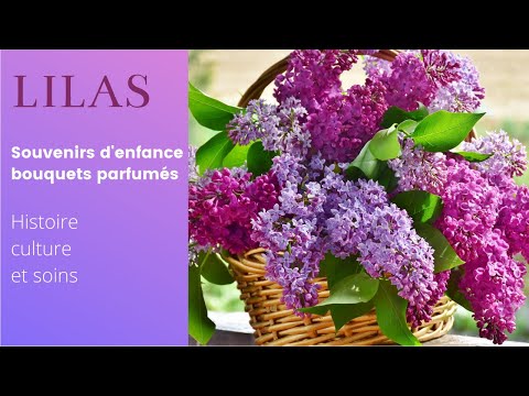 Vidéo: Les buissons de lilas ont-ils des baies - En savoir plus sur les gousses de graines de lilas