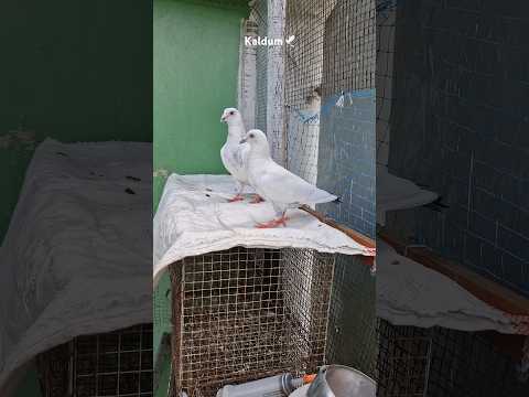Kaldum Pigeon Kolkata Howrah Trendingshorts Viralvideo Home Shorts Kabootar Birds Music