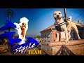 TreT-Style Team (parkour Dogs)