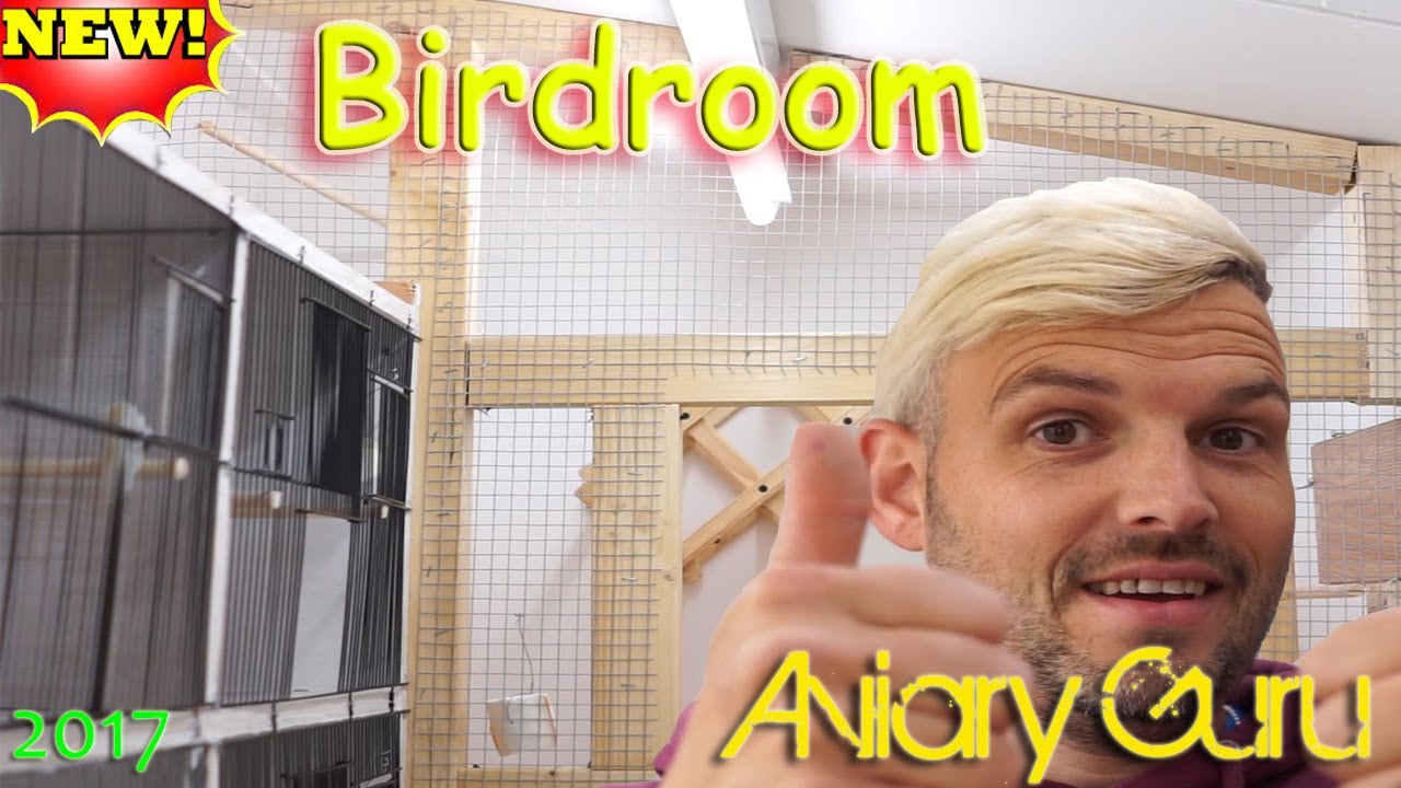 New Bird Room Pet Birds 2017 ! YouTube