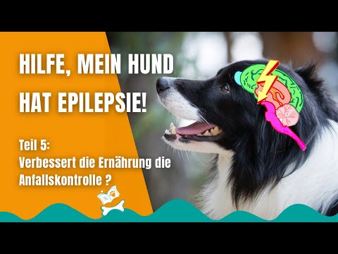 Video: Diät für epileptische Hunde