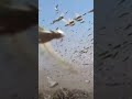 This LOCUST SWARM is stuff of Nightmares !